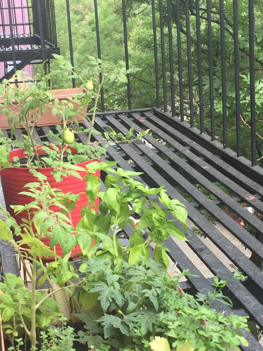 NYC herb garden